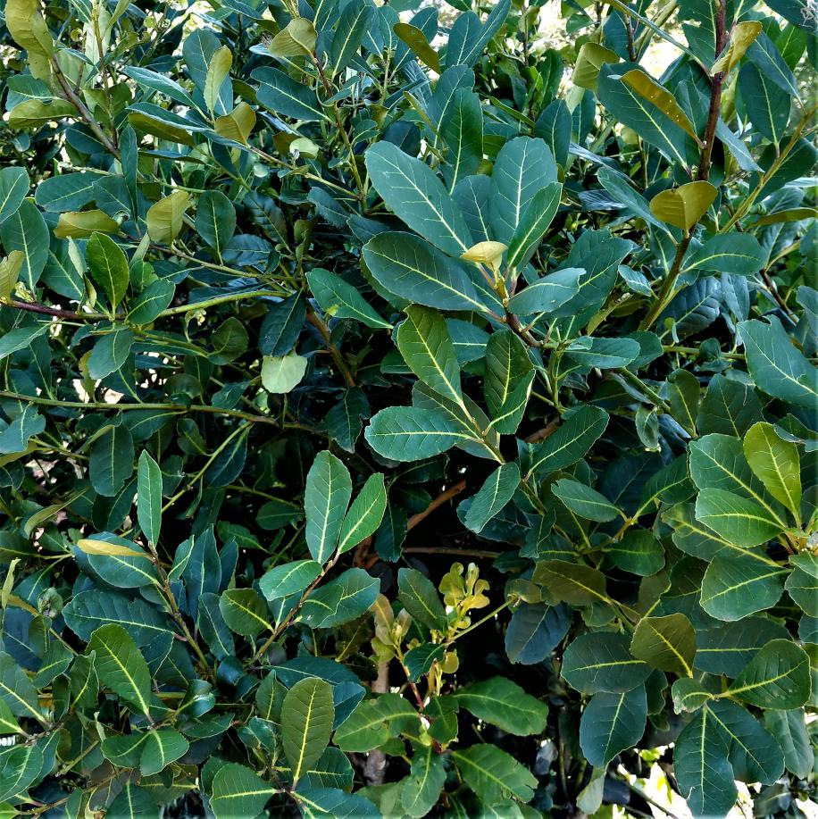 Was ist guter Mate Tee